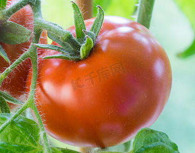 西红柿番茄摄影照片_成熟的西红柿生长特写
