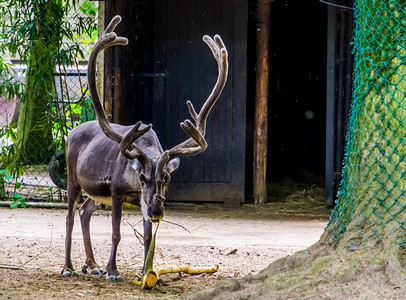 接吻的驯鹿摄影照片_大鹿角剥树枝的驯鹿，欧美流行的动物，易危动物