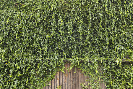 老房子上的常春藤，带绿叶的木门