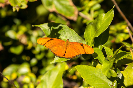 称为 Dryas Julia 的橙色朱莉娅蝴蝶