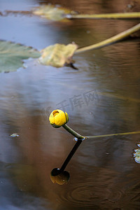 黄色池塘百合 Spaterdock Nuphar lutea