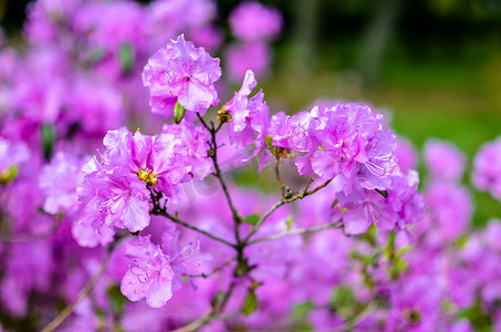 背景模糊的美丽粉色或紫色杜鹃花