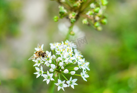 在开花的野生大蒜葱属ursinum的小野蜂