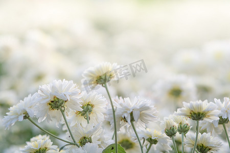 花藤印花摄影照片_白菊花