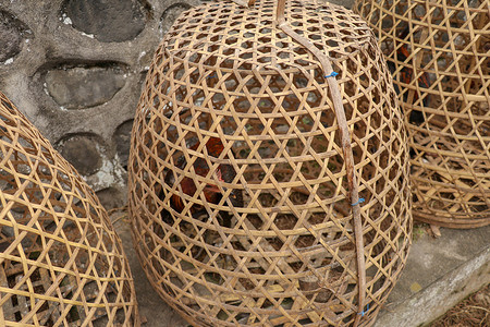 在竹子制成的柳条篮子里的棕色斗鸡。