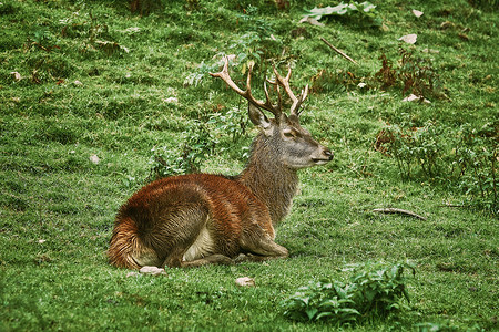 鹿在草地上休息