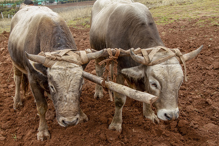 南美人摄影照片_用于耕田的牛。