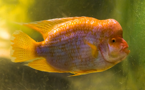 midas cichlid 的特写肖像，这是一种来自哥斯达黎加 San Jaun 河的流行热带鱼