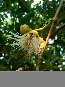 yzygium aqueum（水玫瑰苹果、水苹果、铃果）花与自然背景。