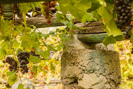 石凯摄影照片_著名的皮埃蒙特葡萄酒 Nebbiolo Carema D.O.C（意大利）葡萄园的特色塔石和石灰