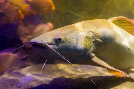 大型鱼类摄影照片_特写镜头中的红尾鲶鱼的脸，来自美国河流的大型知名鱼类