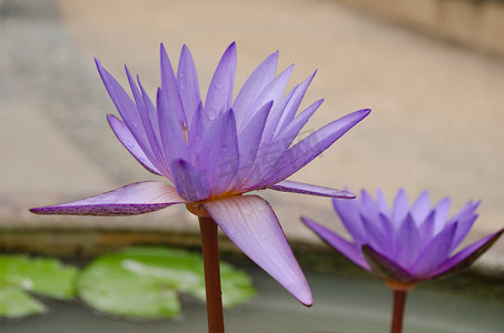 叶飘叶摄影照片_紫色的莲花飘在盛开