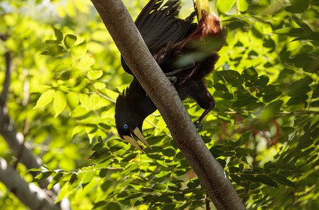 苏里南摄影照片_苏里南凤头 oropendola 称为 Psarocolius decumanus