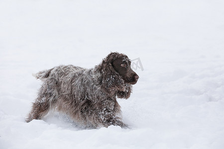 雪地里玩耍摄影照片_英国可卡犬狗在雪地里玩耍