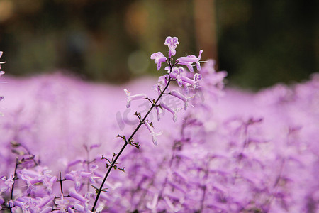 薰衣草花园田地特写在一朵花上