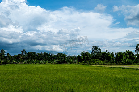 蓝天与水稻植物、绿地和稻田在雨季，风景背景。