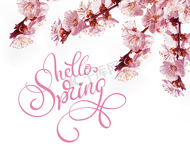 春天的花朵边框和文本你好春天。
