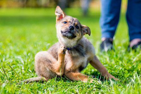 狗爪子摄影照片_坐在草地上抓着脖子的小狗爪子