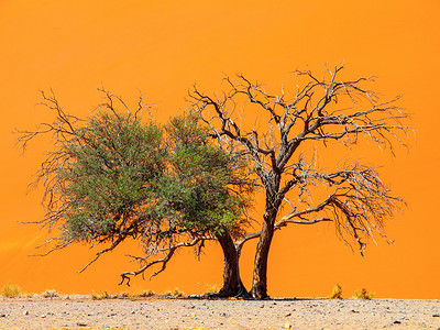 骆驼刺摄影照片_橙色沙丘背景下的两棵骆驼刺树。