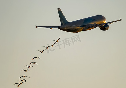 一群鸟在飞机后面飞