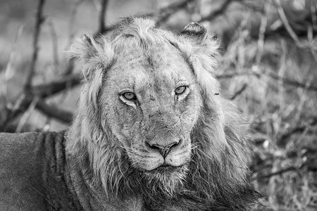 黑白动物摄影照片_主演狮子在克鲁格黑白。