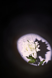 活动海报夏天摄影照片_黑暗隧道背景中的花