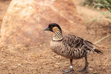 鹅叫摄影照片_夏威夷鹅叫 Branta sandvicensis