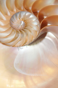 比例图圆摄影照片_鹦鹉螺壳斐波那契对称截面螺旋结构增长黄金比例