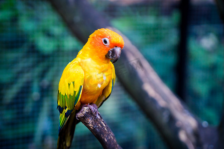 站在木棍上的橙色爱情鸟