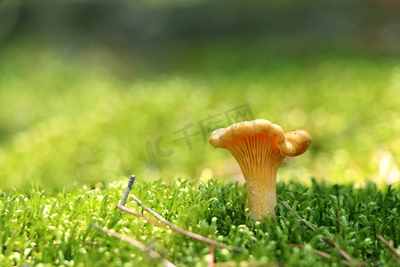 苔藓摄影照片_苔藓森林中的蘑菇鸡油菌