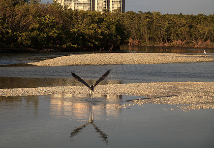 热带海鸟摄影照片_鱼鹰猛禽 Pandion haliaetus 飞过水面后