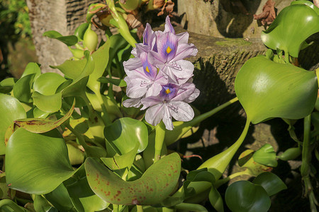 凤眼莲摄影照片_Eichhornia crassipes 盛开的紫罗兰花的特写。