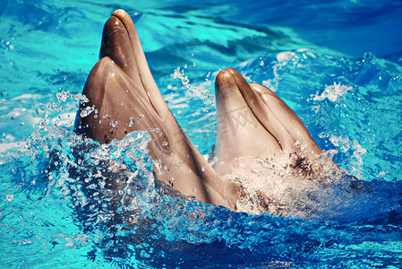 美丽的海洋哺乳动物海豚在飞溅的水中跳舞