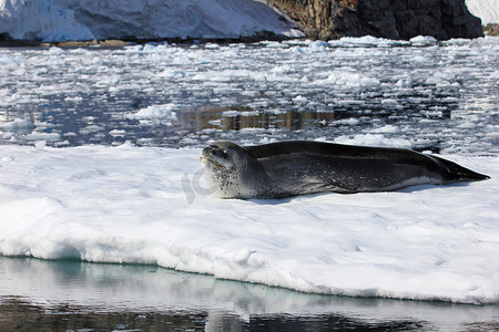 豹纹海豹在浮冰上休息