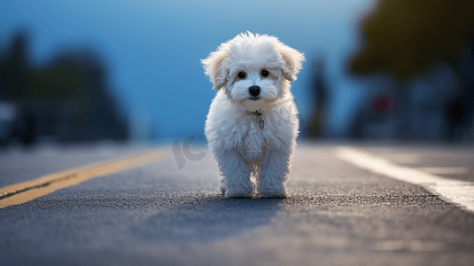 白天黑色柏油路上的白色贵宾犬