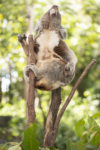 可爱的澳大利亚考拉白天休息。