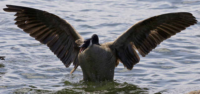 一只愤怒的加拿大鹅张开翅膀的美丽孤立照片