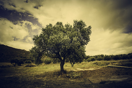 古希腊神话摄影照片_大自然中的古橄榄树