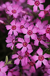 粉红色和紫色的小花美丽的花朵背景