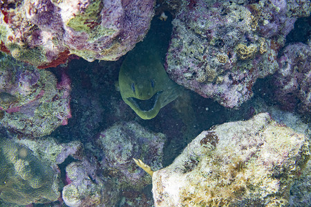 绿海鳗张开嘴呼吸，直视镜头