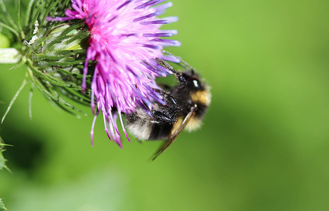 荒地蜂或小荒地大黄蜂，Bombus jonellus