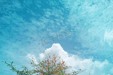单树和天空，云使用效果蓝色渐变，自然背景，复制空间。