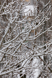 房子模糊的背景上，白雪浓密的树枝上点缀着