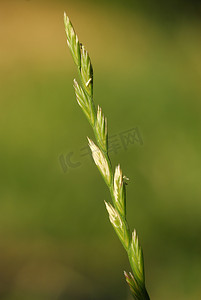 多年生百合，过敏原植物