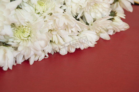喜庆红色背景摄影照片_红色背景上的白色菊花。