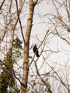 冬春季节摄影照片_雄性黑鸟在树冬春光秃秃的树枝上休息的特写