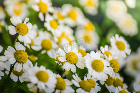 洋甘菊花