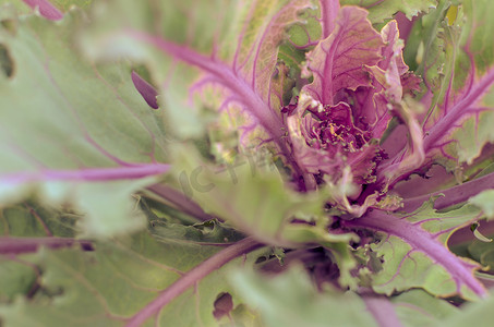 有机圆白菜摄影照片_绿色和紫色圆白菜或紫罗兰色圆白菜蔬菜植物