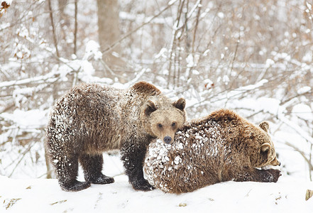 小熊在雪地里玩耍