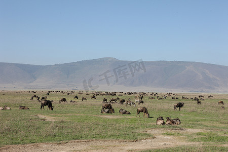 gnu摄影照片_牛羚野生羚羊 Gnu 在非洲博茨瓦纳大草原